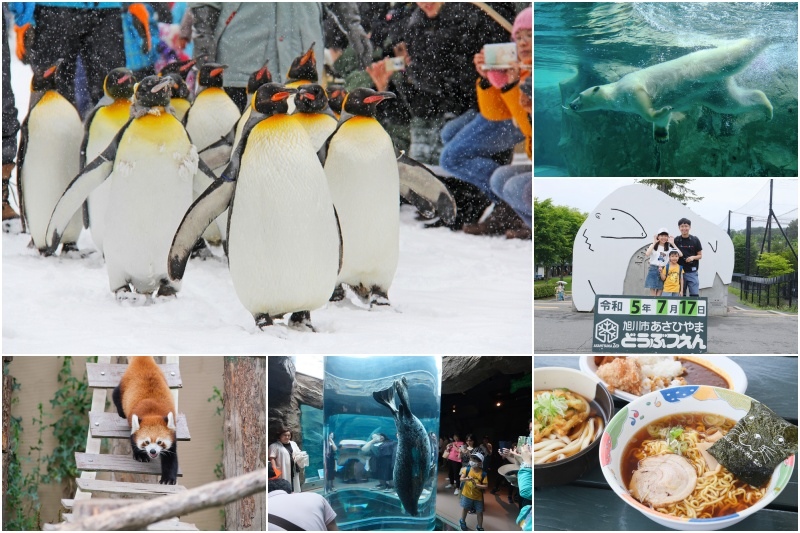 【北海道】旭山動物園：超夯企鵝散步＆北極熊游泳必看，含門票交通整理