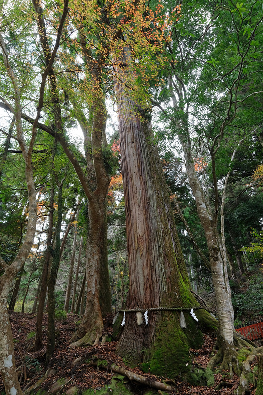 【京都】貴船神社：冬天白雪超美！秋天楓葉、點燈時間必去 (含