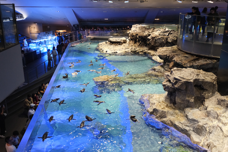 【東京】墨田水族館：晴空塔內超萌企鵝水母！門票優惠＆必看重點