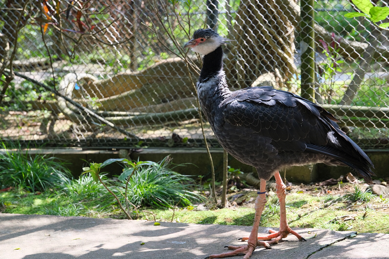 【沖繩】名護自然動植物公園：零距離接觸動物！鐵道火車和飛禽表