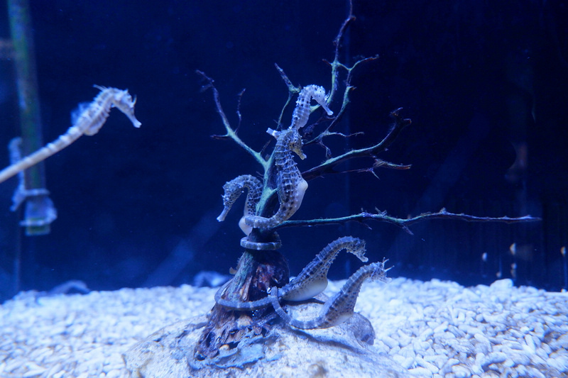 【澎湖】澎湖水族館：餵食秀超精彩！門票優惠＆海星觸摸池親子必