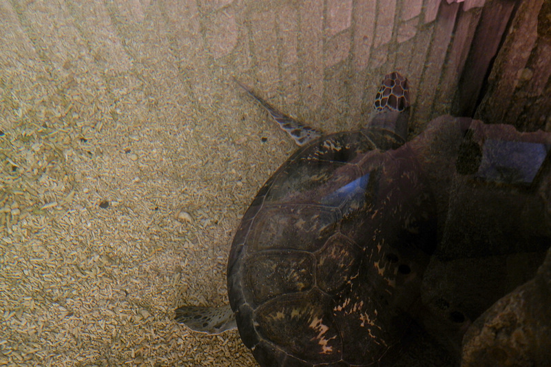 【澎湖】澎湖水族館：餵食秀超精彩！門票優惠＆海星觸摸池親子必