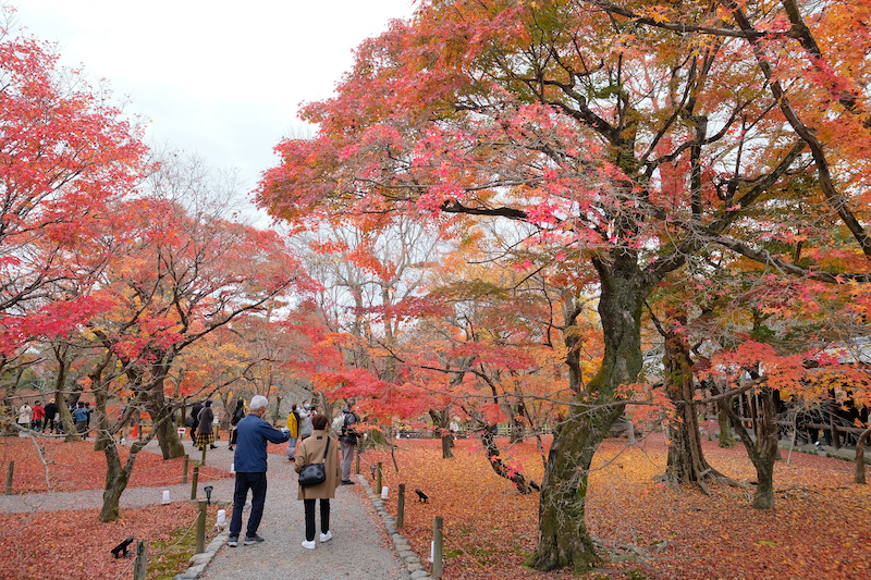 【京都賞楓景點】東福寺：楓葉之王美譽！通天橋紅葉火海般超吸睛