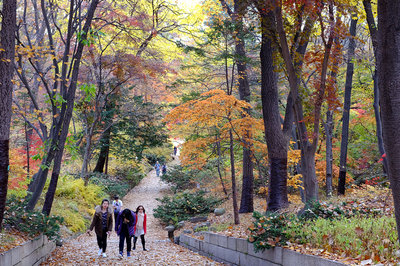 【韓國首爾】昌德宮秘苑預約＆門票韓服，紅葉漫天皇族後花園爆炸