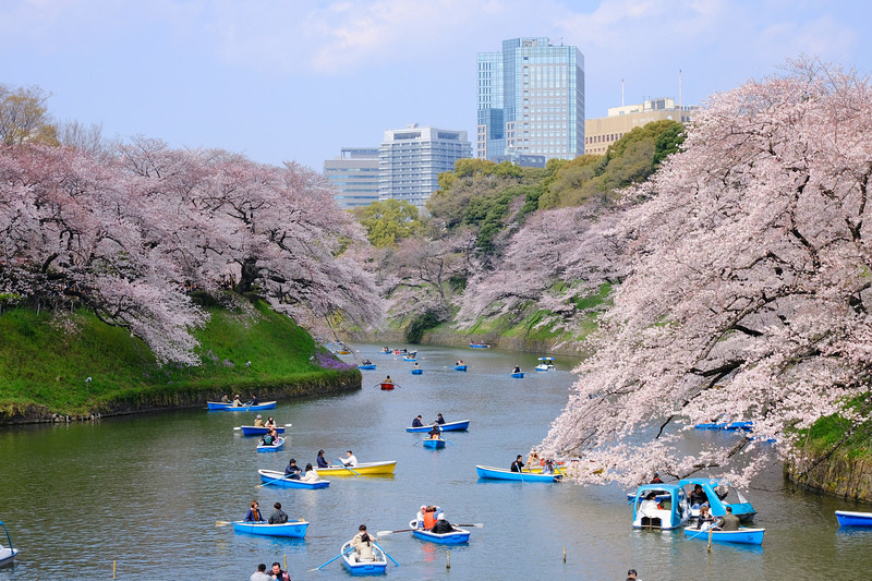 【東京櫻花景點】2024必去東京賞櫻景點＆櫻花季預測總整理(