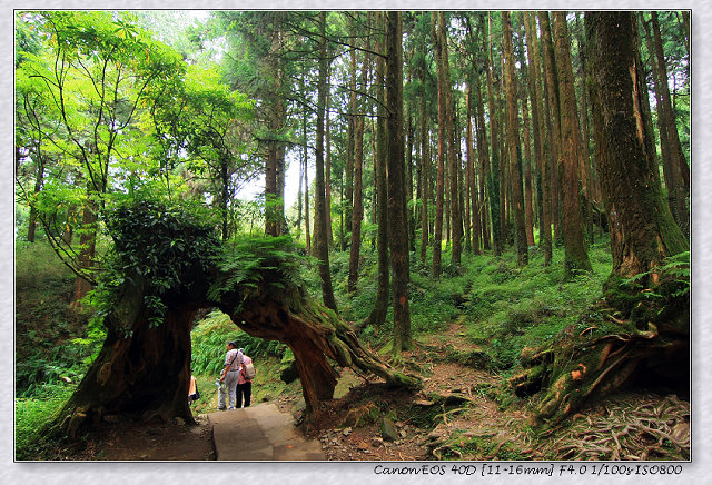 ［竹崎鄉］：看神木千變萬化☆阿里山國家森林