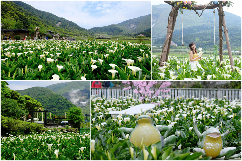 【陽明山海芋季2022】5家竹子湖海芋園、交通時間花期＆餐廳推薦一日遊