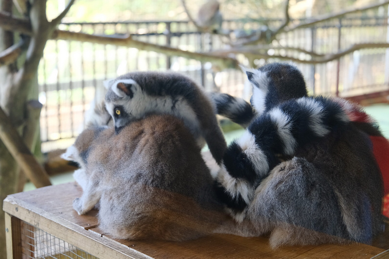 【沖繩】名護自然動植物公園：零距離接觸動物！鐵道火車和飛禽表