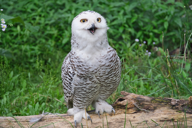 【北海道】旭山動物園：超夯企鵝散步＆北極熊游泳必看，含門票交