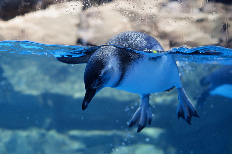 【桃園Xpark水族館】2024最新必看亮點、門票優惠、玩樂