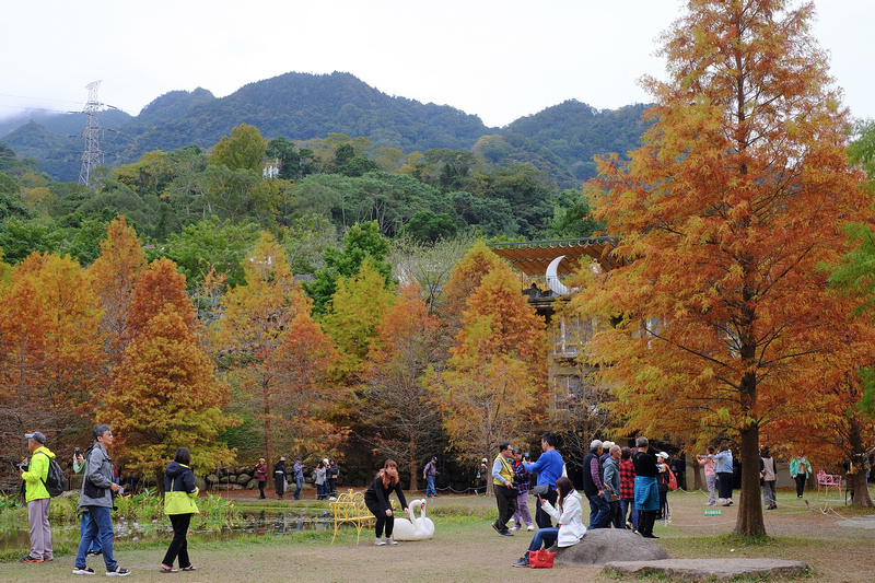 【苗栗南庄】雲水度假森林園區 (雲水溫泉度假村)：落羽松＆露