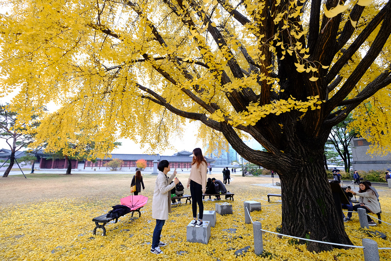 【首爾】景福宮光化門：韓國最大宮殿！韓服美食門票＆附近景點推