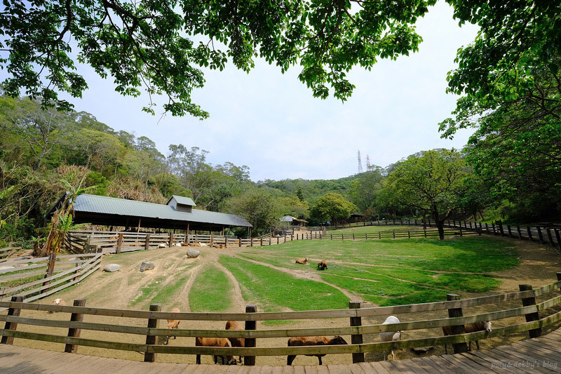 【苗栗通霄】飛牛牧場：擠奶餵羊趣！門票優惠、住宿餐廳親子一日