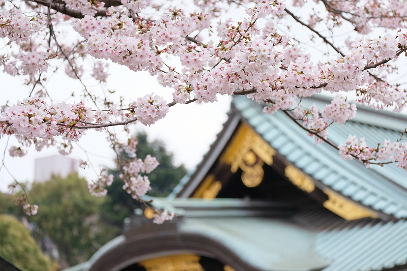 【東京】靖國神社：櫻花標準木在此！賞櫻花況指南樹，參拜爭議之