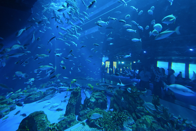 【沖繩】DMM Kariyushi水族館：餵食必看重點＆門票