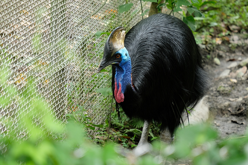 【台北市立動物園】木柵動物園：超萌企鵝熊貓無尾熊！門票停車＆