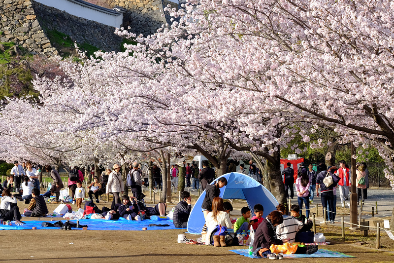 【姬路城攻略2024】日本第一名城！櫻花一日遊、天守閣重點＆