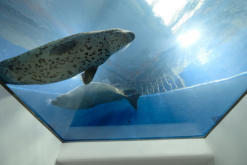 【桃園Xpark水族館】2024最新必看亮點、門票優惠、玩樂