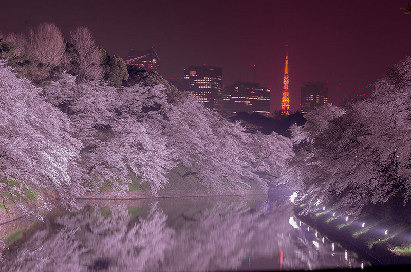 【東京】千鳥之淵櫻花＆夜櫻：粉紅仙境！交通划船行程必玩浪漫一