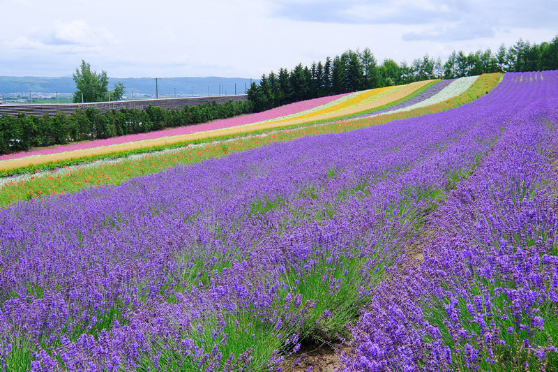 【北海道】富田農場：薰衣草花季美到爆炸！富良野花田最強景點狂