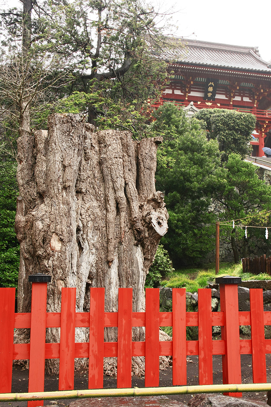 【鎌倉】鶴岡八幡宮：鎌倉最古老神社，