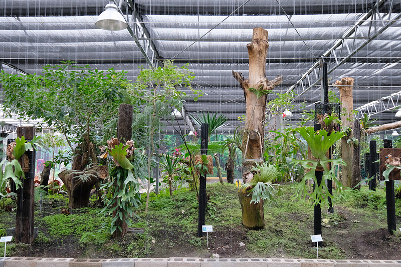 【宜蘭】金車礁溪蘭花園：不只能賞花！和水豚、狐獴、貓咪親密接