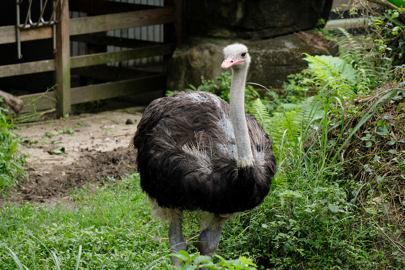 【台北市立動物園】木柵動物園：超萌企鵝熊貓無尾熊！門票停車＆