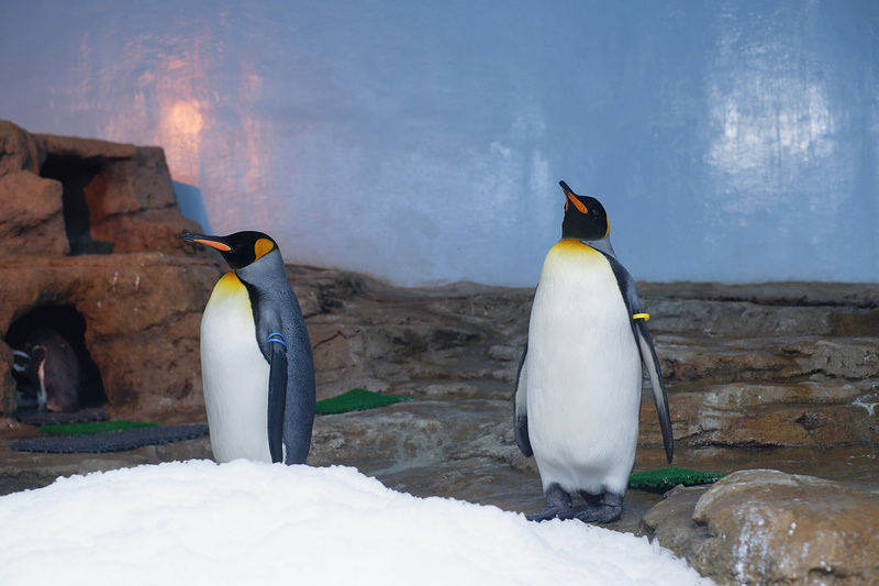 【桃園Xpark水族館】2024最新必看亮點、門票優惠、玩樂