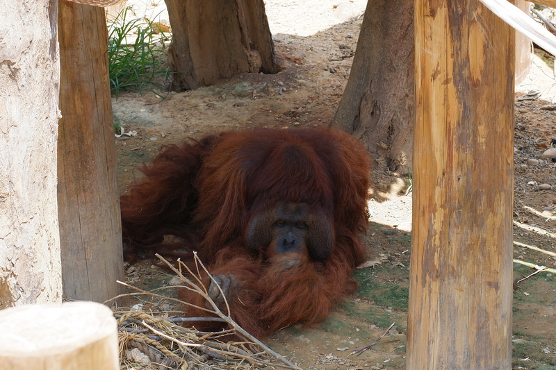 【新竹市立動物園】超美文青風動物園！門票交通美食＆附近景點一