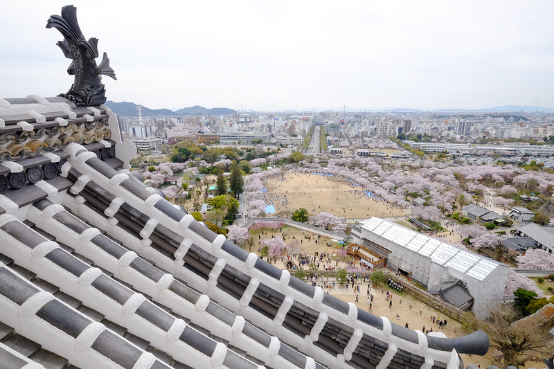 【姬路城攻略2024】日本第一名城！櫻花一日遊、天守閣重點＆