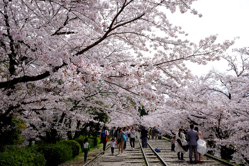 【京都】蹴上傾斜鐵道櫻花：廢棄鐵道搭盛開櫻花，人潮洶湧賞櫻景