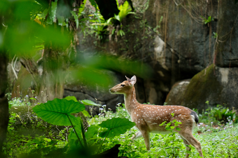 【台北市立動物園】木柵動物園：超萌企鵝熊貓無尾熊！門票停車＆