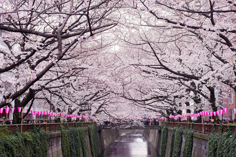 【東京】目黑川櫻花：中目黑櫻花祭800棵齊放！夜櫻點燈時間絕