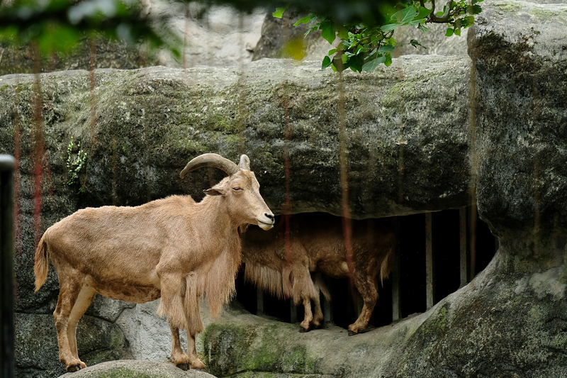 【台北市立動物園】木柵動物園：超萌企鵝熊貓無尾熊！門票停車＆