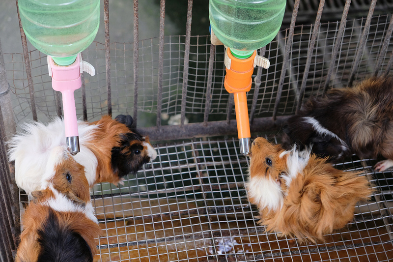 【宜蘭】宜農牧場：門票漲到150元！餵小動物、擠羊奶，親子一