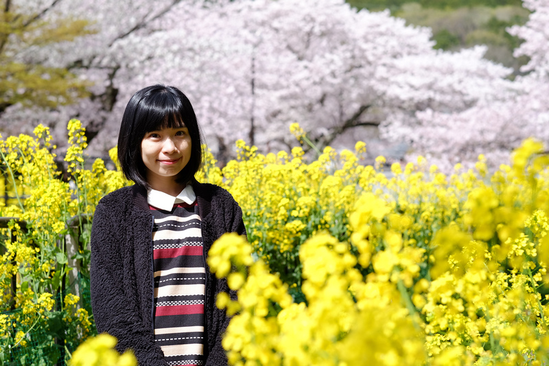 【京都賞櫻】山科疏水櫻花與乘船：美到流淚！油菜花和櫻花雙重奏