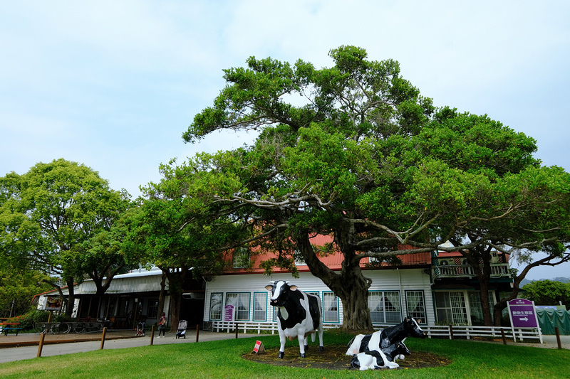 【苗栗通霄】飛牛牧場：擠奶餵羊趣！門票優惠、住宿餐廳親子一日