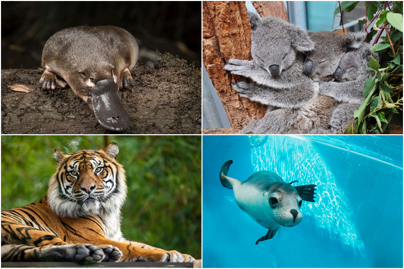 塔龍加動物園.jpg