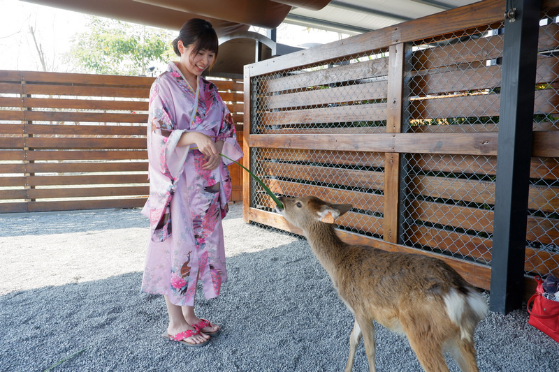 【宜蘭】張美阿嬤農場：餵水豚君、梅花鹿，還能穿和服！預約門票