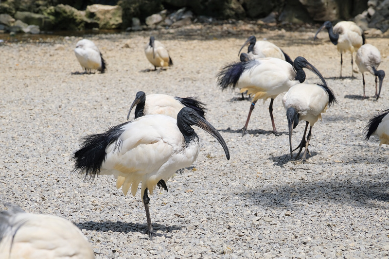 【沖繩】名護自然動植物公園：零距離接觸動物！鐵道火車和飛禽表