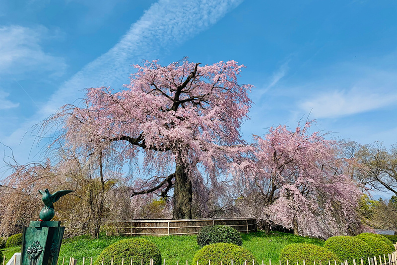 【京都櫻花景點】2024必去京都賞櫻景點＆櫻花季時間總整理(