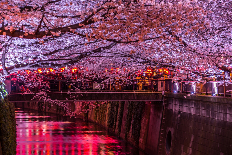 【東京】目黑川櫻花：中目黑櫻花祭800棵齊放！夜櫻點燈時間絕