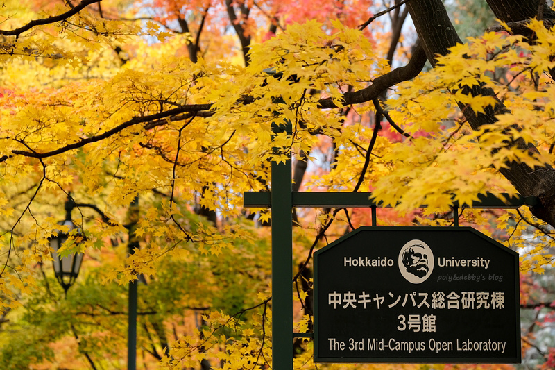 【札幌】北海道大學：銀杏大道美翻天！景點食堂、停車交通地圖全