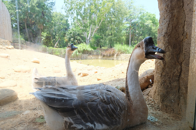 【新竹市立動物園】超美文青風動物園！門票交通美食＆附近景點一