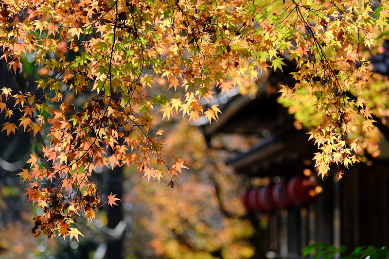 【京都】貴船神社：冬天白雪超美！秋天楓葉、點燈時間必去 (含