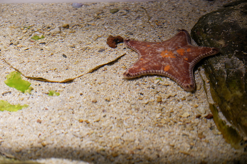 【澎湖】澎湖水族館：餵食秀超精彩！門票優惠＆海星觸摸池親子必