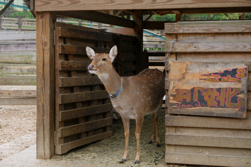 【苗栗通霄】飛牛牧場：擠奶餵羊趣！門票優惠、住宿餐廳親子一日