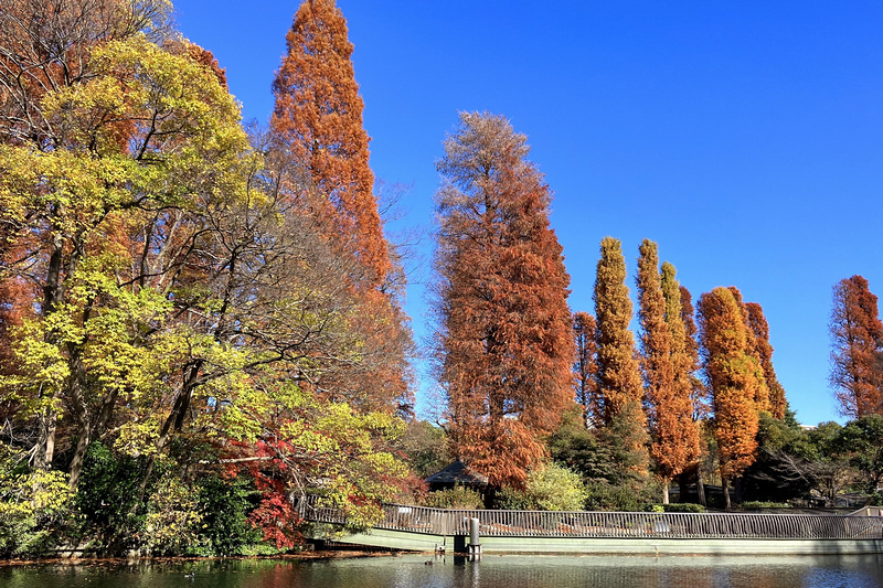 【東京吉祥寺】井之頭恩賜公園：看櫻花、野餐踩天鵝船，楓葉也很