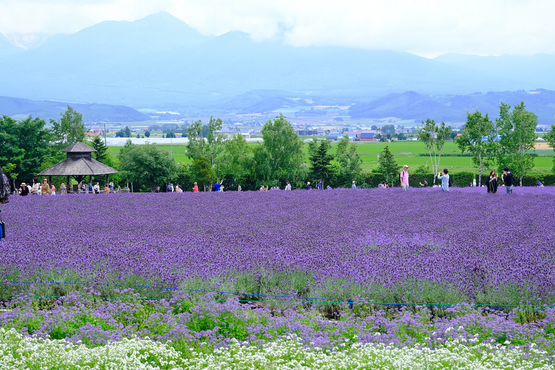 【北海道】富田農場：薰衣草花季美到爆炸！富良野花田最強景點狂