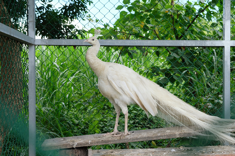 【宜蘭】宜農牧場：門票漲到150元！餵小動物、擠羊奶，親子一